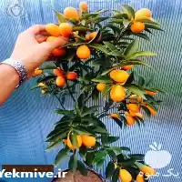 قیمت خرید نهال کامکوات در تهران