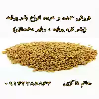 قیمت خرید بذر یونجه در سیستان در زاهدان در گروه خرید و فروش بذر یونجه در یکمیوه