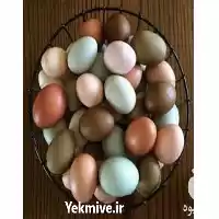 قیمت خرید تخم شترمرغ در شیراز در گروه انواع تخم ها در یکمیوه