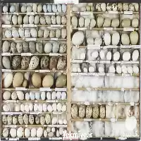 فروش تخم غاز با بسته بندی در شیراز در گروه انواع تخم ها در یکمیوه