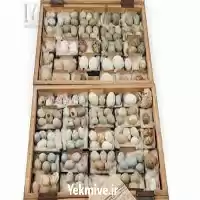 فروش تخم شترمرغ در دو نژاد در گروه انواع تخم ها در یکمیوه