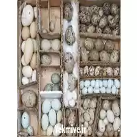 فروش تخم نطفه دار مرغ زینتی در تهران در گروه انواع تخم ها در یکمیوه