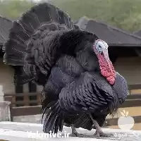 آگهی مشابه قیمت خرید بوقلمون در تهران در گروه مرغ و خروس و بوقلمون و اردک قو قاز در یکمیوه