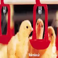 فروش سیستم آبخوری اتوماتیک مرغداری در قم در گروه تجهیزات مرغداری در یکمیوه