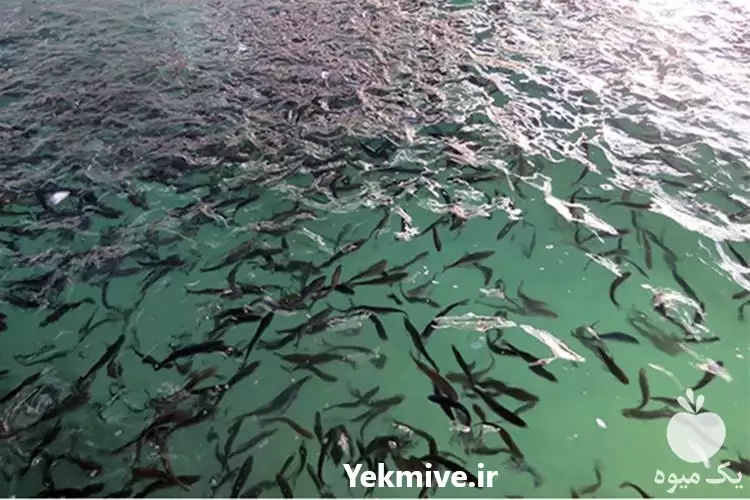 قیمت خرید بچه ماهی آمور در گروه خرید و فروش بچه ماهی در یکمیوه -عکس1