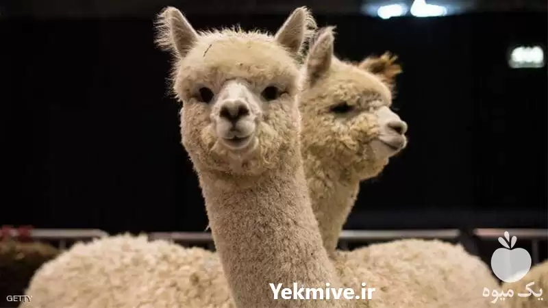 دوره آموزشی پرورش گوسفند لاما در گروه دوره آموزش کشاورزی در یکمیوه -عکس1