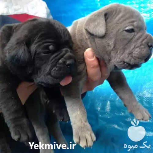 فروش قیمت توله ژرمن نر در کرج در گروه سگ و گربه در یکمیوه -عکس1