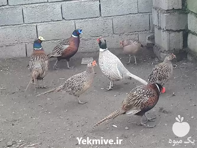 فروش قرقاول آمریکایی بالغ در ساری در گروه خرید و فروش انواع پرنده در یکمیوه -عکس1