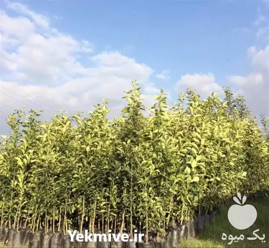 قیمت خرید عمده نهال نارنج در تهران در گروه خرید و فروش نهال نارنج در یکمیوه -عکس1