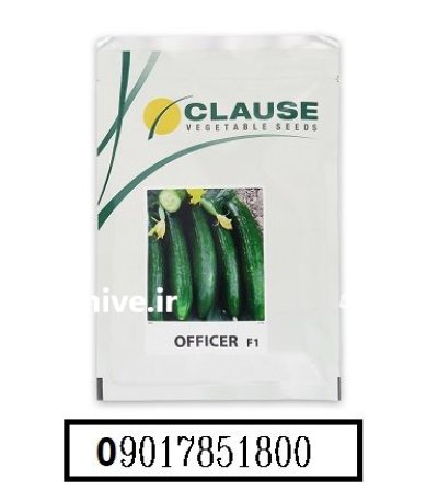 فروش بذر خیار آفیسر کلوز OFFICER در اهواز در گروه خرید و فروش بذر خیار در یکمیوه -عکس1