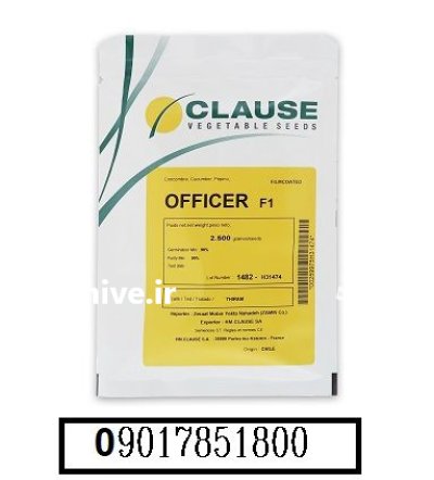 فروش بذر خیار آفیسر کلوز OFFICER در اهواز در گروه خرید و فروش بذر خیار در یکمیوه -عکس2