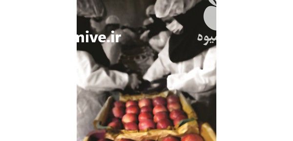 نگهداری انواع محصولات در سردخانه مهرشهر در گروه سردخانه در یکمیوه -عکس2