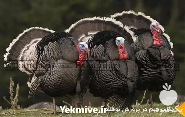 قیمت خرید تخم نطفه دار بوقلمون در بیرجند در گروه انواع تخم ها در یکمیوه -عکس1