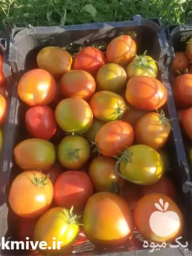 عمده گوجه با بهترین کیفیت در گروه خرید و فروش گوجه فرنگی در یکمیوه -عکس1
