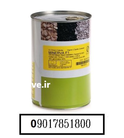 بذر پیاز سفید مینروا بذر پیاز در گروه خرید و فروش بذر پیاز در یکمیوه -عکس1