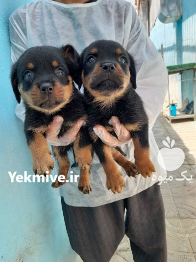 روتوایلر پوزه دلفینی ایران در کرج در البرز در گروه سگ و گربه در یکمیوه -عکس2