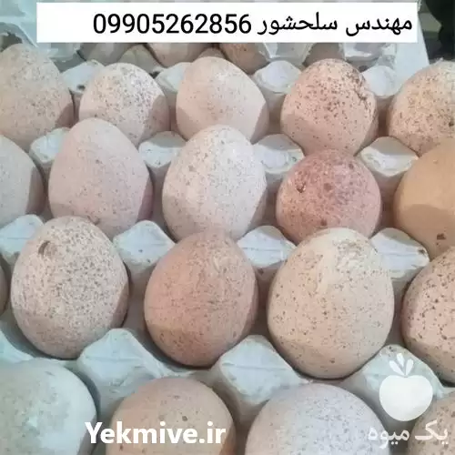 قیمت خرید تخم بوقلمون برنز انگلیس در شیراز در گروه انواع تخم ها در یکمیوه -عکس1