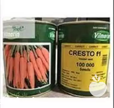 عرضه فروش بذر هویج پریستو ویلمورین در گروه خرید و فروش بذر هویج در یکمیوه -عکس1