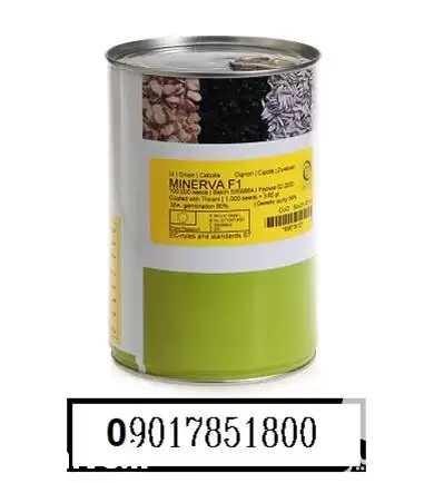 فروش بذر پیاز سفید مینروا بذر در گروه خرید و فروش بذر پیاز در یکمیوه -عکس1