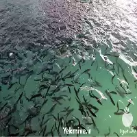 قیمت خرید بچه ماهی آمور در گروه خرید و فروش بچه ماهی در یکمیوه