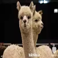 دوره آموزشی پرورش گوسفند لاما در گروه دوره آموزش کشاورزی در یکمیوه