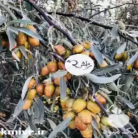 قیمت خرید نهال سنجد در ارومیه در گروه خرید و فروش نهال در یکمیوه
