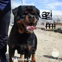 فروش روتوایلر پوزه دلفینی در ایران در کرج در گروه سگ و گربه در یکمیوه