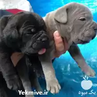 فروش قیمت توله ژرمن نر در کرج در گروه سگ و گربه در یکمیوه