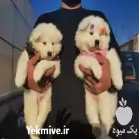 فروش قیمت مناسب توله ساموید خندان در گروه سگ و گربه در یکمیوه