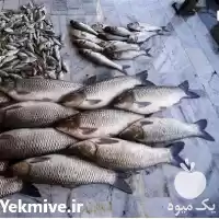 قیمت خرید بچه ماهی کپور در ارومیه در گروه خرید و فروش بچه ماهی در یکمیوه