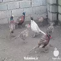 فروش قرقاول آمریکایی بالغ در ساری در گروه خرید و فروش انواع پرنده در یکمیوه