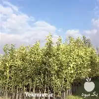 قیمت خرید عمده نهال نارنج در تهران