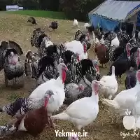 قیمت خرید تخم صد در صد در بجنورد در گروه انواع تخم ها در یکمیوه