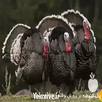 قیمت خرید تخم نطفه دار بوقلمون در بیرجند در گروه انواع تخم ها در یکمیوه