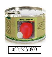 فروش بذر گوجه متین Matin در اهواز در گروه خرید و فروش بذر گوجه در یکمیوه