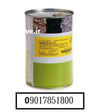 بذر پیاز سفید مینروا بذر پیاز در گروه خرید و فروش بذر پیاز در یکمیوه