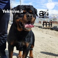 روتوایلر پوزه دلفینی ایران در کرج در البرز در گروه سگ و گربه در یکمیوه
