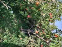 هلو زعفرانی اعلا و هلو انجیری در ملایر در گروه خرید و فروش هلو در یکمیوه