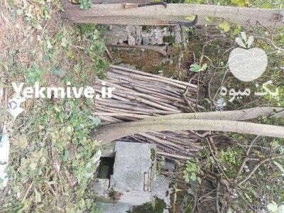 فروش چوب درختی و باغی در تنکابن در گروه خرید و فروش چوب درخت در یکمیوه -عکس1