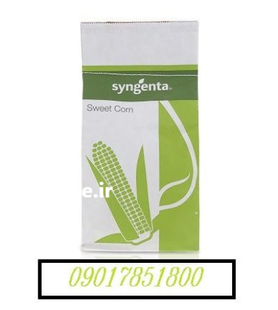 بذر ذرت شیرین تایسون TYSONسینجنتا در اهواز در گروه خرید و فروش انواع بذر در یکمیوه -عکس1