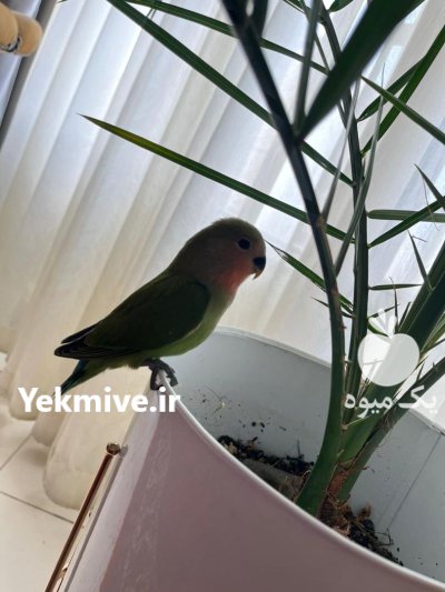 طوطی برزیلی صورت هلویی در تهران در گروه خرید و فروش انواع پرنده در یکمیوه -عکس1