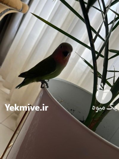 طوطی برزیلی صورت هلویی در تهران در گروه خرید و فروش انواع پرنده در یکمیوه -عکس2