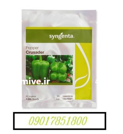 فروش بذر فلفل دلمه کروسادر سینجنتا در اهواز در گروه خرید و فروش بذر فلفل در یکمیوه -عکس1