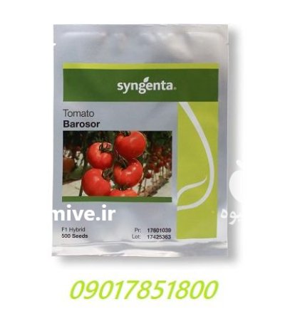 بذر گوجه فرنگی گلخانه ای باروسور در اهواز در گروه خرید و فروش بذر گوجه در یکمیوه -عکس2