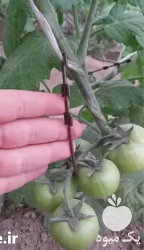 فروش قلاب عصایی نگهدارنده خوشه در تهران در گروه خرید و فروش تجهیزات گلخانه در یکمیوه -عکس1