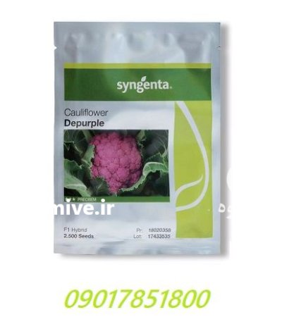 فروش بذر گل کلم بنفش دپرپل در گروه خرید و فروش بذر صیفی جات در یکمیوه -عکس1