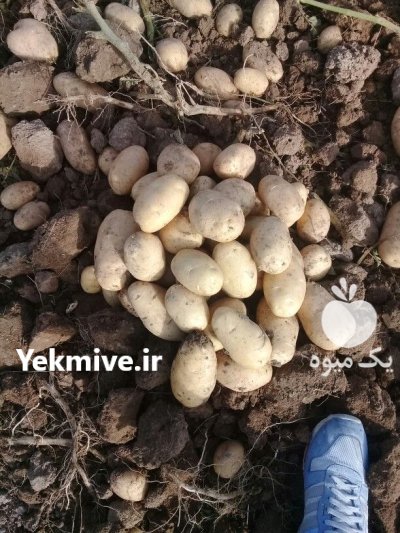 صادرات سیب زمینی در لطف آباد در گروه خرید و فروش سیب زمینی در یکمیوه -عکس2