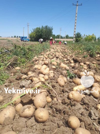 صادرات سیب زمینی در لطف آباد در گروه خرید و فروش سیب زمینی در یکمیوه -عکس3
