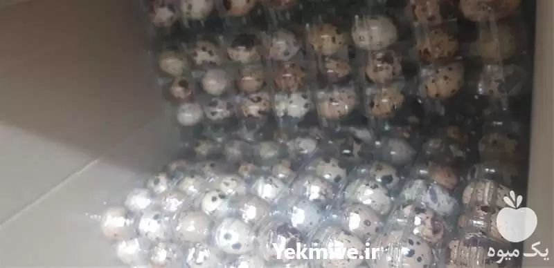 فروش پک 12 تایی تخم بلدرچین در اصفهان در گروه انواع تخم ها در یکمیوه -عکس1