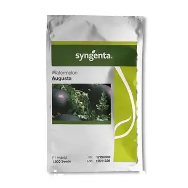 فروش بذر هندوانه شوگر بیبی آگوستا در رشت در گروه خرید و فروش بذر هندوانه در یکمیوه -عکس1